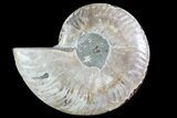 Polished Ammonite Fossil (Half) - Agatized #72938-1
